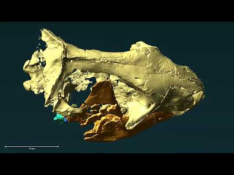 Brazilian fossils reveal jaw-dropping discovery in mammal evolution